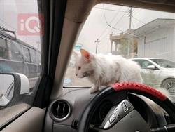 نيسان صني